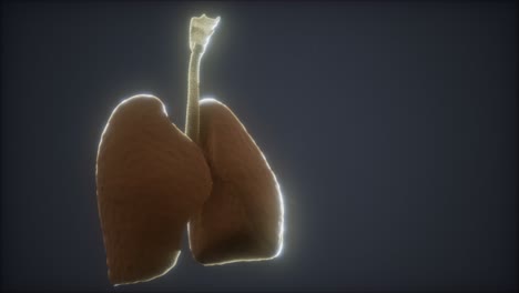 3d-animation-of-human-lungs